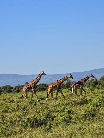 Giraffes walking in line in the savannah in Kenya