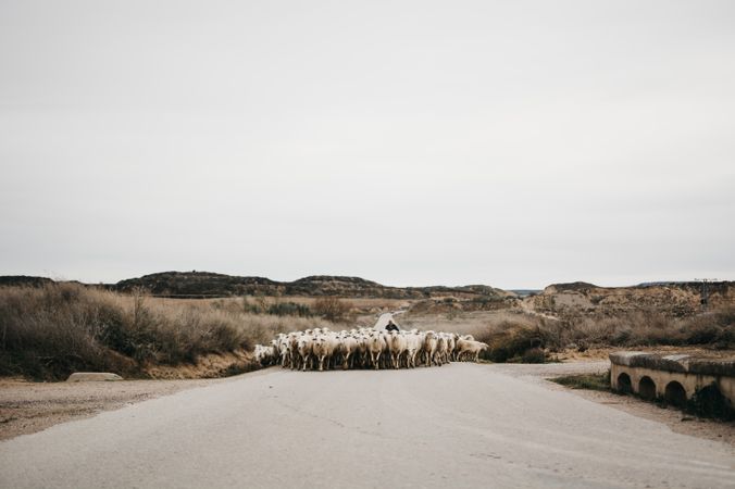 Sheep walking on the road