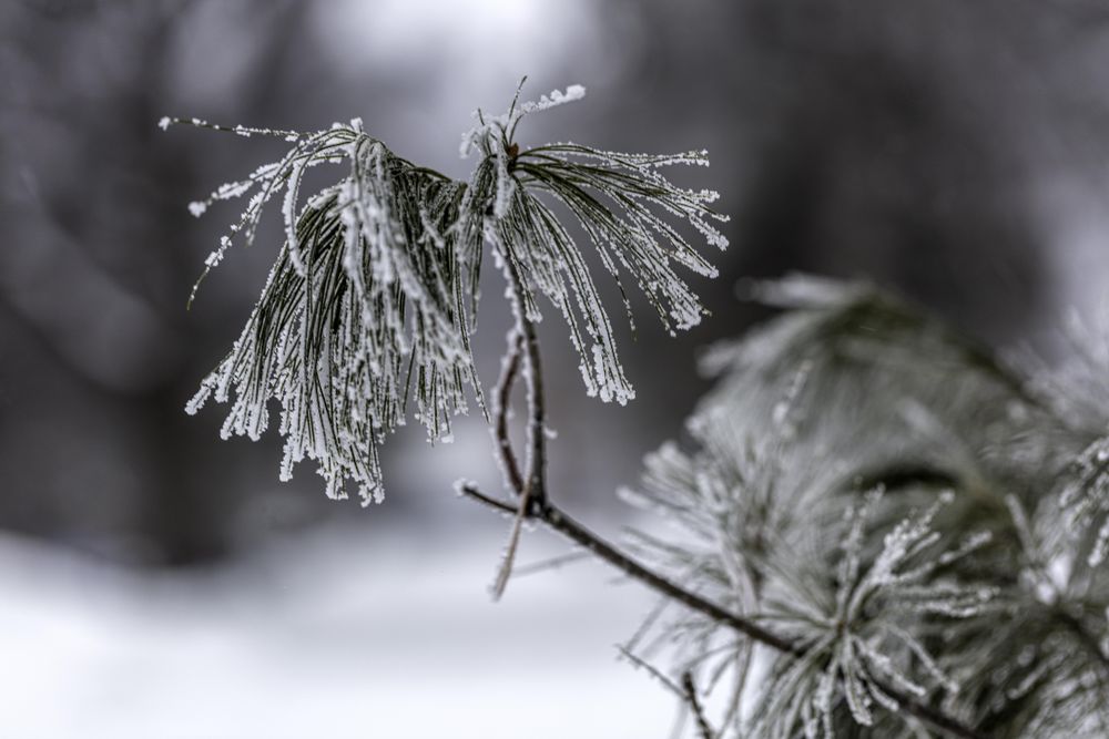 Close up of frost on pine needles