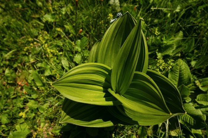 Green plant with large leaves in meadow