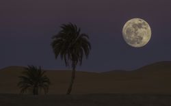 Desert with palms and moon on sky at night