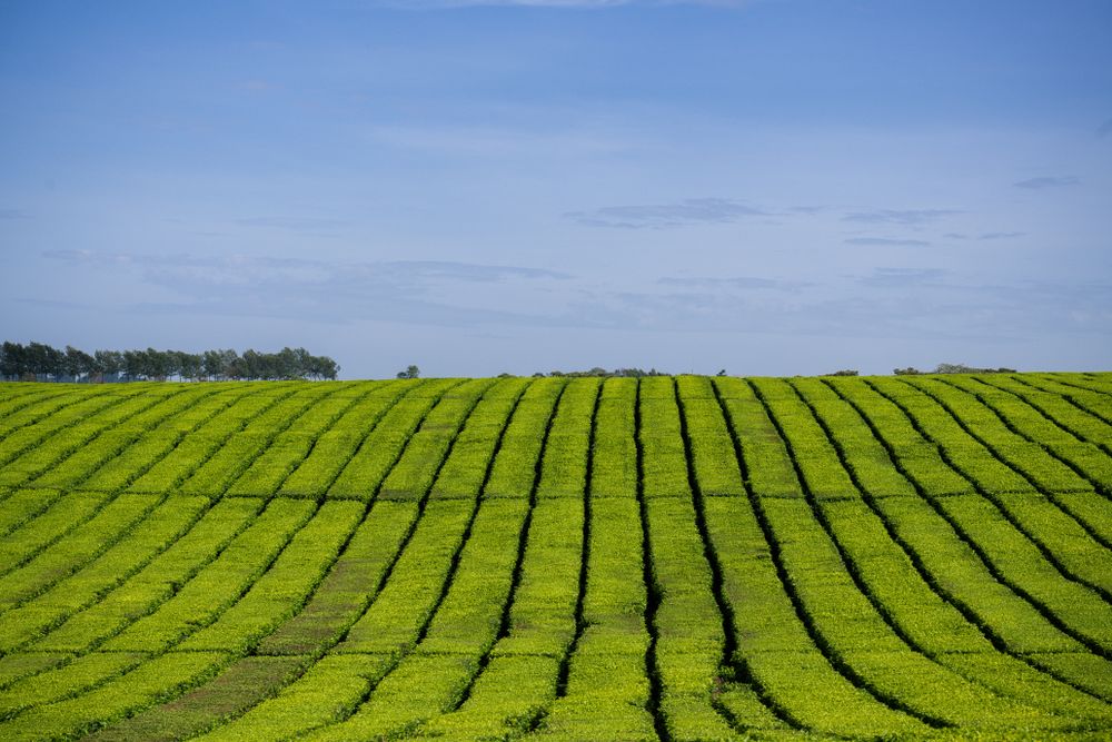 Green Tea Leaves Plants Vegetations Farm Field Meadows Kericho Kiambu Kenya