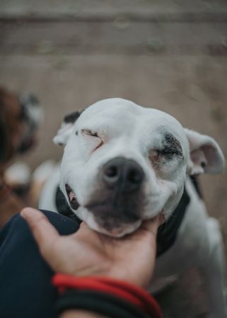 Glad amstaff dog enjoying care in street