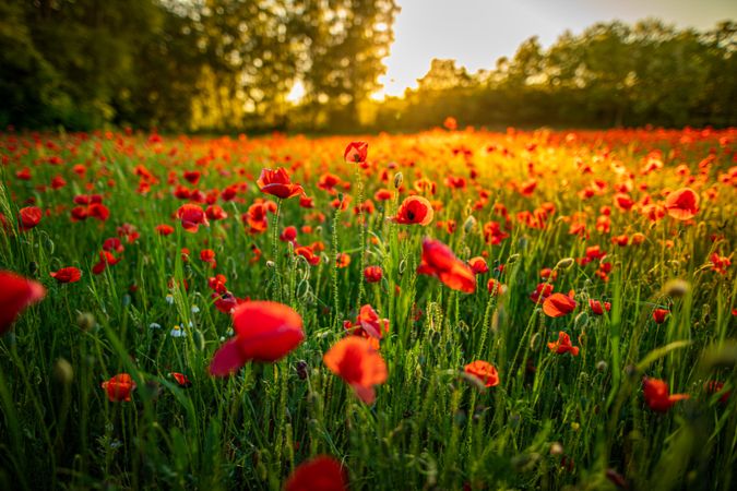Sun setting over a calm park with red flowers and trees