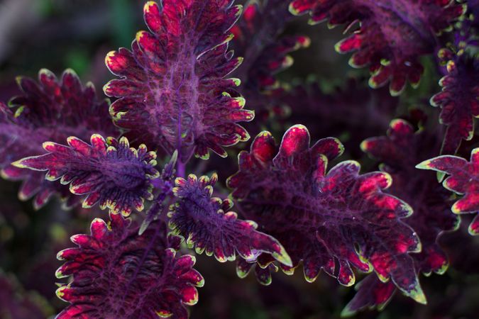 flowers in a beautiful garden