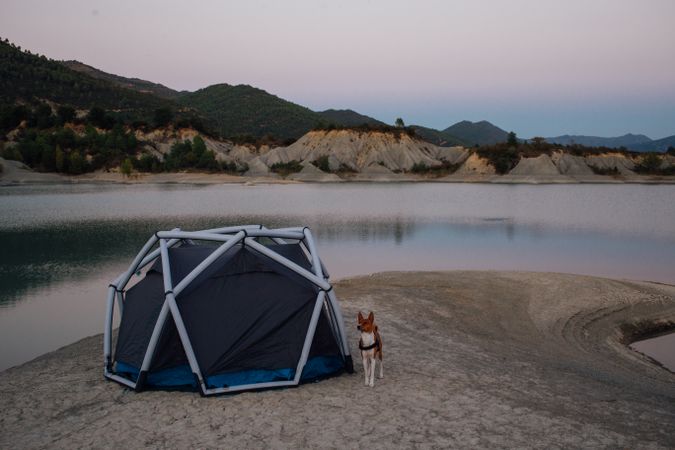 Dog next to tent set up on lake