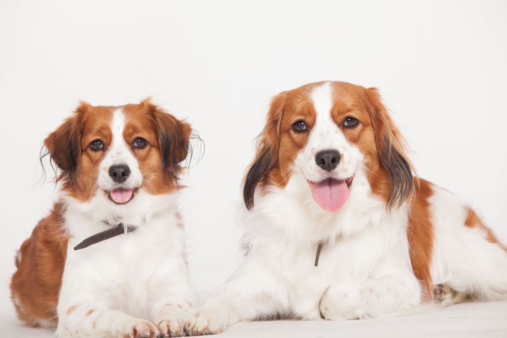 Two golden retrievers lying on a plain background