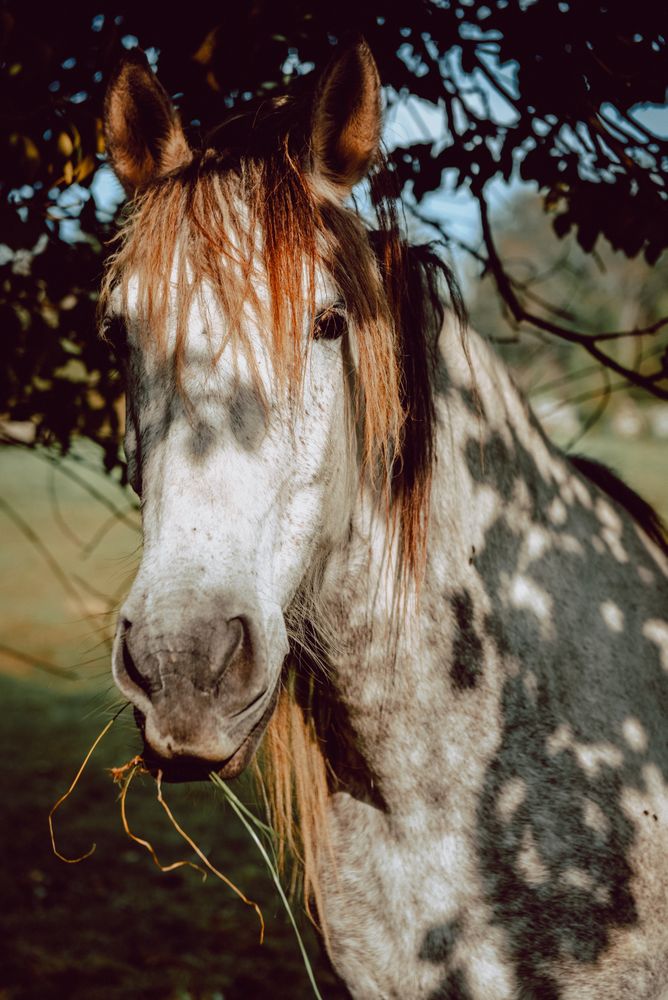 Horses pasturing on meadow