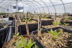 Close up of wooden sticks labelling vegetables in green house