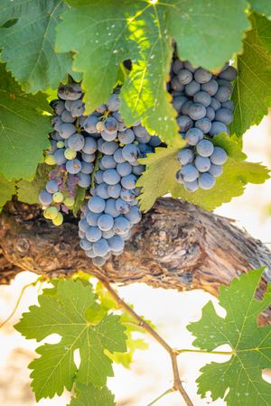 Vineyard with Lush, Ripe Wine Grapes on the Vine Ready for Harvest