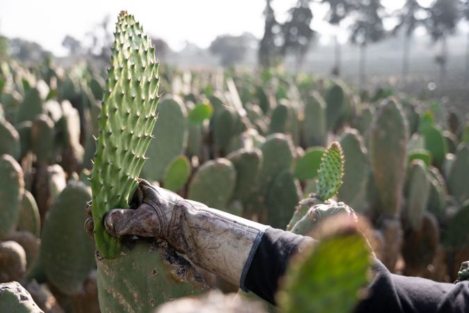 An adult woman is harvesting nopal with the hands wearing protective gloves. Close up