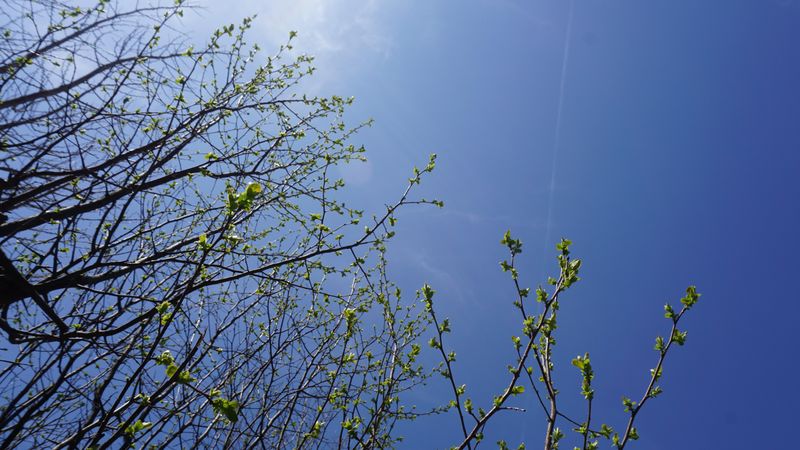 Sprout and blue sky
