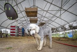 Copake, New York - May 19, 2022: Cute dog in empty greenhouse 5R7oD4