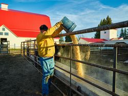 A farmer pours cattle feed at Big Creek Ranch 5qkMob