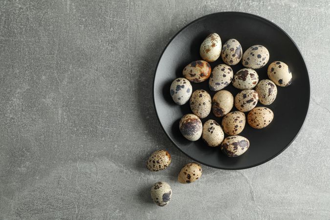 Quail eggs in plate on grey background, space for text and top view