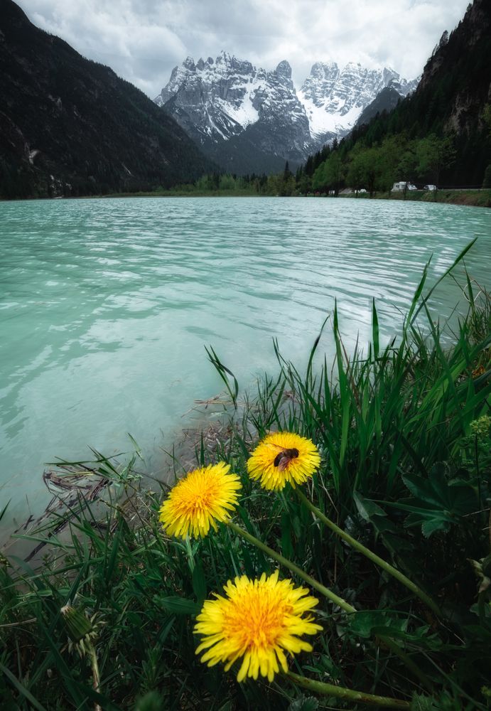 Dandelions on green bank of river surrounded with mountains