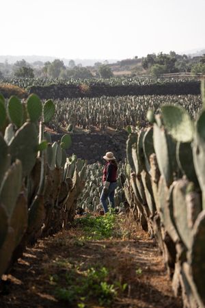 A woman farmer wearing a hat is taking a break while working during the nopal harvest