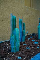 Clusters of small cacti in garden