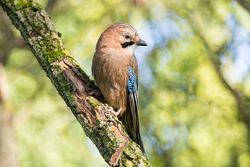 Eurasian jay bird on brown tree branch
