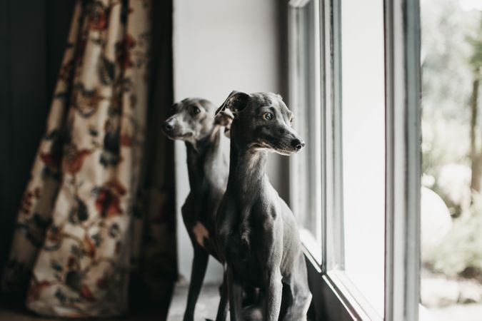 Cute dogs looking through window