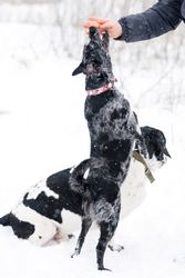 Snowy Reward for Black Dog