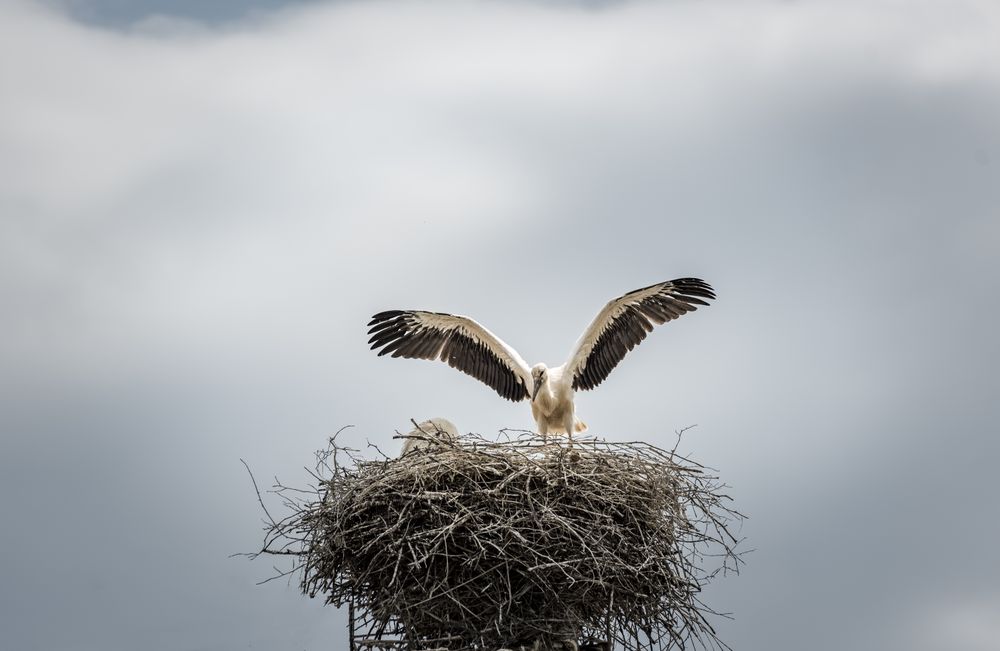 Stork in its nest