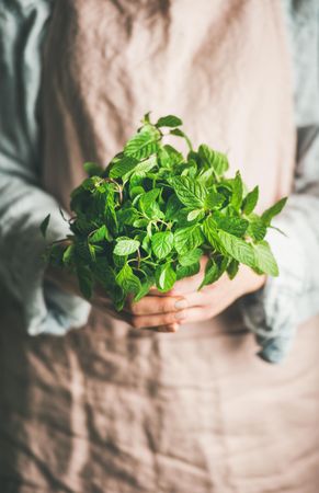 Close up of organic mint bunch in female’s hands