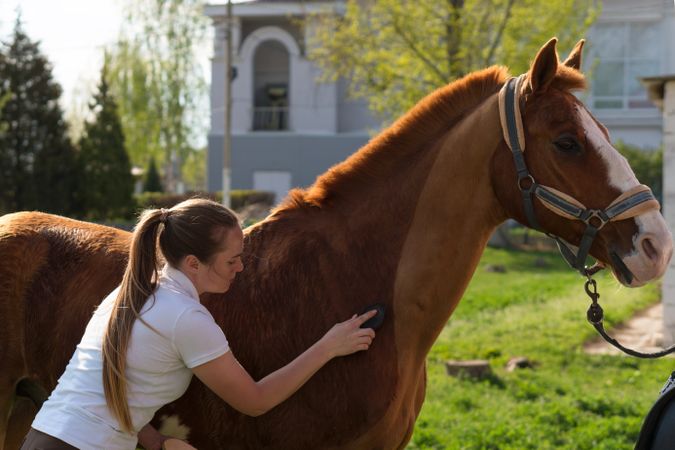 Woman grooming chestnut horse