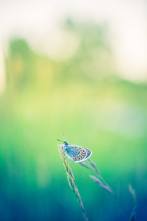 Moth in green field on tall blade of grass with blurred background