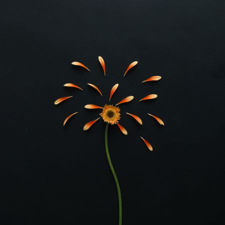 Orange flower on dark background with petals