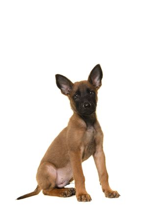Belgian shepherd or Malinois dog puppy looking at the camera  sitting in a studio setting