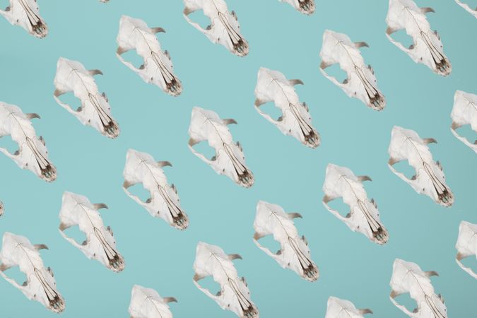 Pattern from dead animal skulls