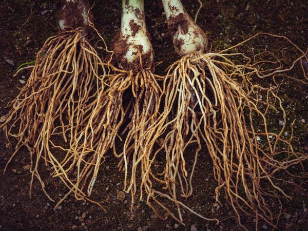 Onion with long roots on ground