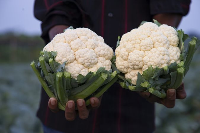 Farmer hand holding Fresh organic Tow Cauliflower with the blurry background