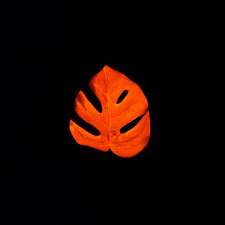 Neon tropical leaf in vivid orange fluorescent color on dark background