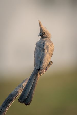 Grey go-away-bird with catchlight on dead branch