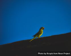 Green bird on top of roof during daytime 5RBMJ5