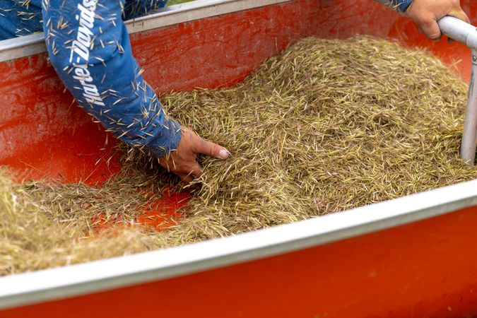 Hands harvesting wild rice at Rice Lake NWR in Aitkin County, Minnesota