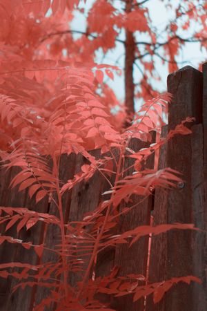 Infrared leaves near lumber fence