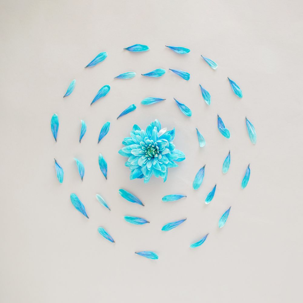 Single flower encircled by petals