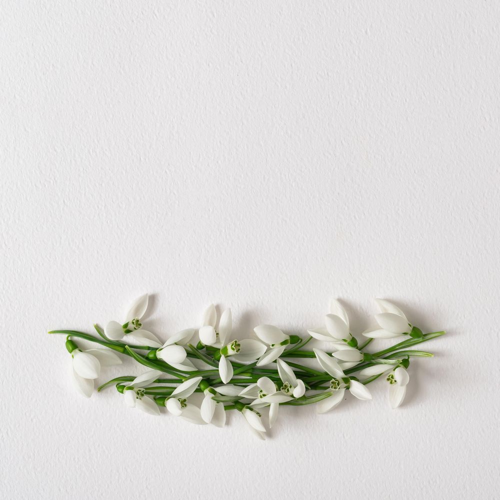 Snowdrop flowers line on light paper