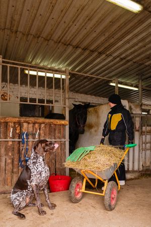Dog watching person with wheelbarrow in horse stable.