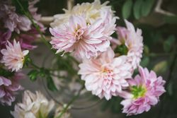 Bunch of flowers in vase on table