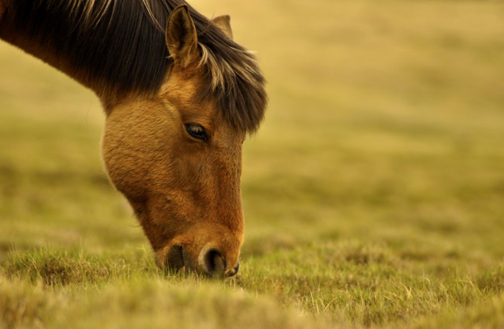 Grazing Horse