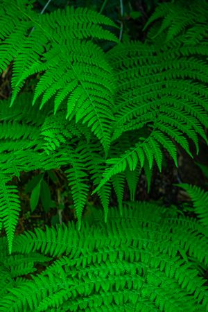 Green leaves of fern plant