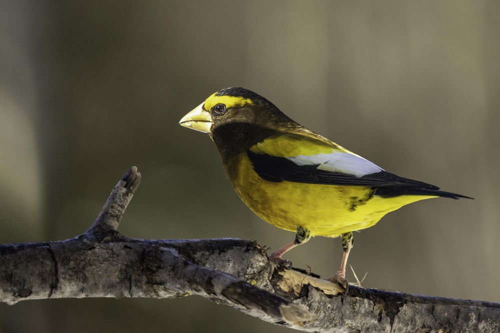 Yellow evening Grosbeak at Sax-Zim Bog in Meadowlands, Minnesota