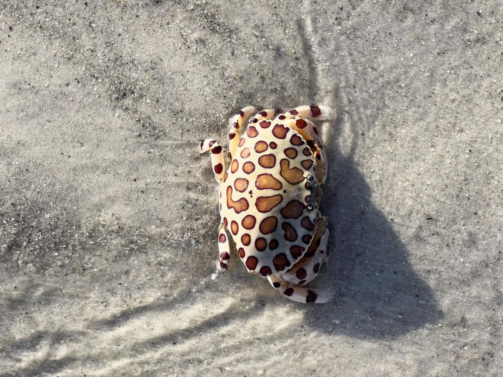 Leopard crab, top view