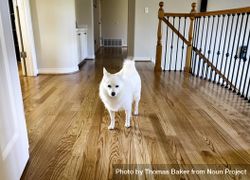 Family pet dog walking upstairs on hard wood floors 0KWYy0