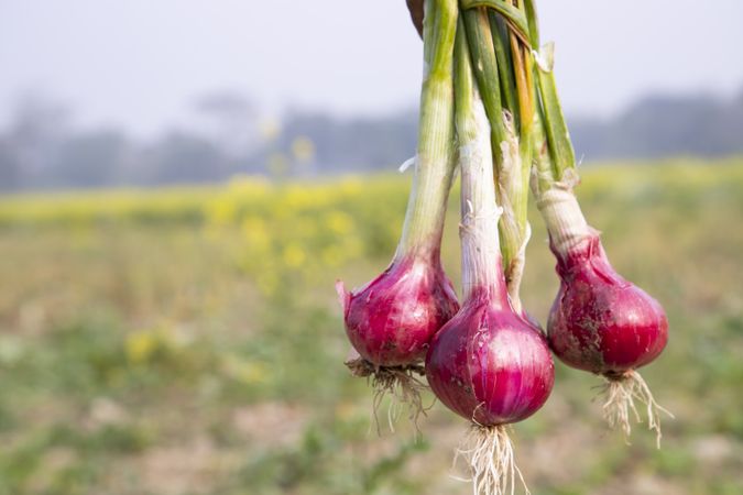 Red onion in the field in Bangladesh