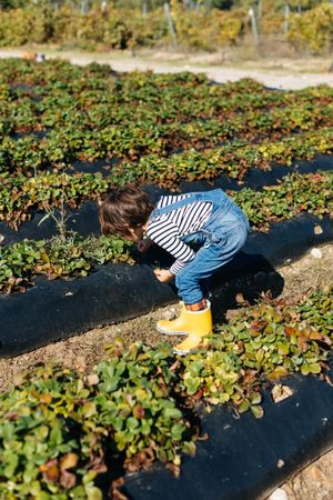 Child touching leaves in bushes in garden bed
